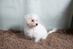 Fibercore Eco Bedding for Small Pets