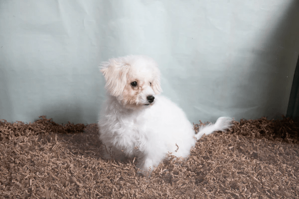 Fibercore Eco Bedding for Small Pets