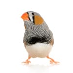Caring for your finches