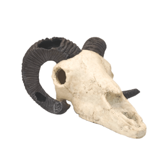 Fish Gear Rams Skull Aquarium Ornament