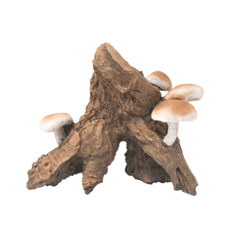 Fish Gear Root Cluster with Mushrooms Aquarium Ornament