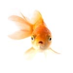 Aquarium Salt - A Healthy Preventative