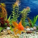 New Tank Syndrome