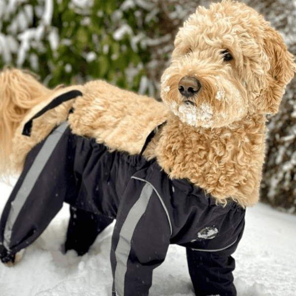 Petland dog coats best sale