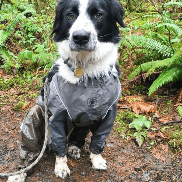 Doggie pants online