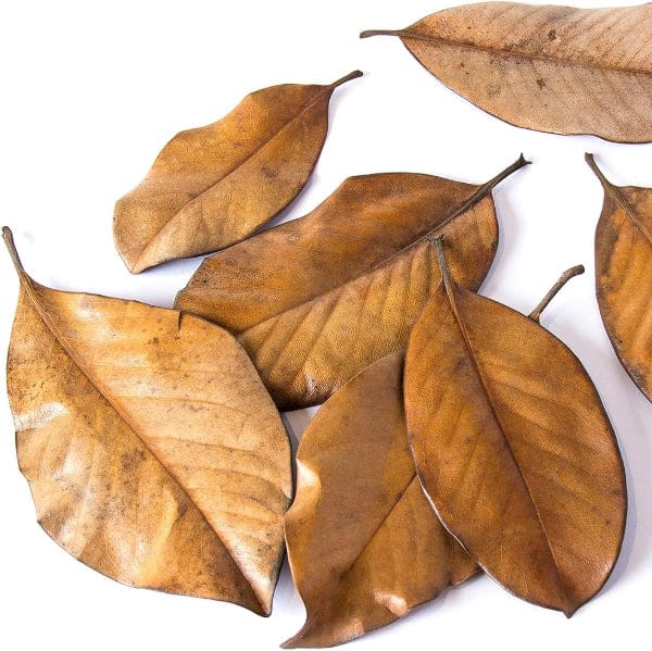Galápagos Galápagos Natural Magnolia Leaf Litter