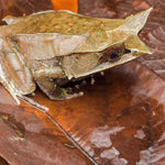 Galápagos Galápagos Natural Magnolia Leaf Litter