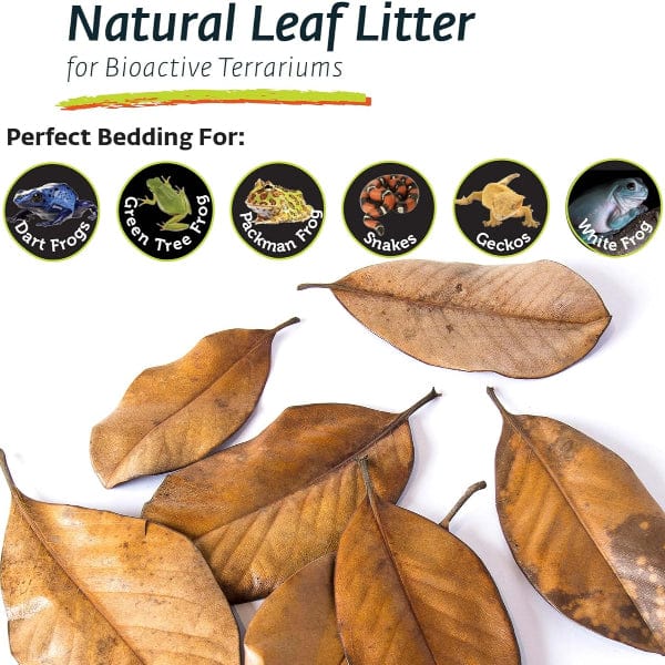 Galápagos Galápagos Natural Magnolia Leaf Litter