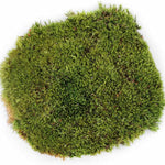 Galápagos Galápagos Pillow Moss