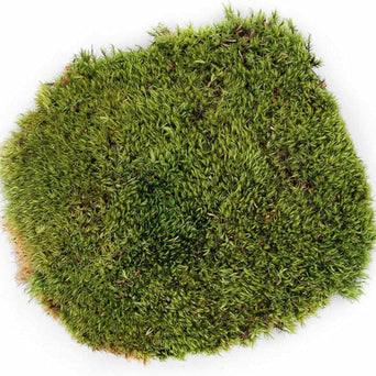 Galápagos Galápagos Pillow Moss