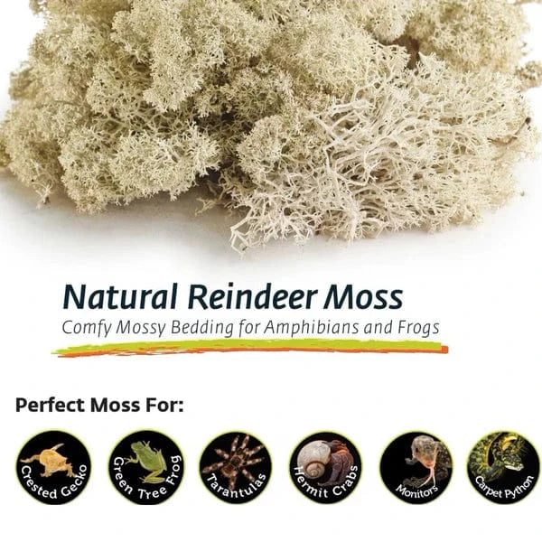 Galápagos Galápagos Reindeer Moss