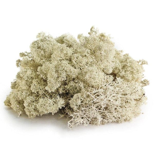 Galápagos Galápagos Reindeer Moss