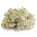 Galápagos Galápagos Reindeer Moss