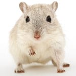 Caring for your Gerbil