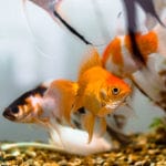 Caring for your Goldfish