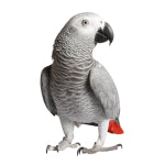 Caring for your pet Parrot