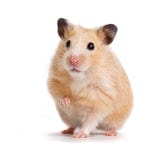 Caring for your Hamster