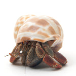 Caring for Your Hermit Crabs