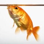 Do Your Fish Look Hungry