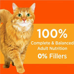 IAMS IAMS Proactive Health Healthy Adult with Chicken Dry Cat Food