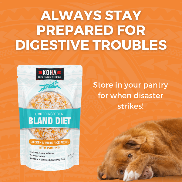 Bland dog diet foods online