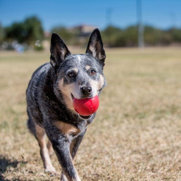 KONG KONG Ball Dog Toy