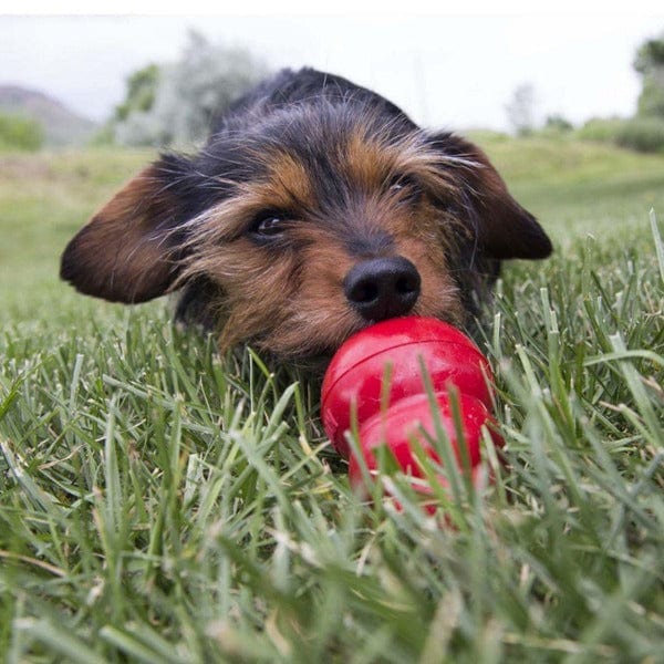 Dog kong peanut butter outlet