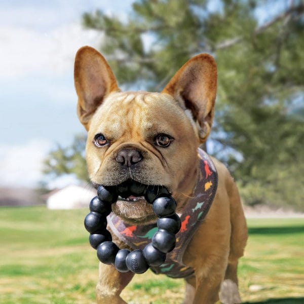 KONG KONG Extreme Ring Dog Toy
