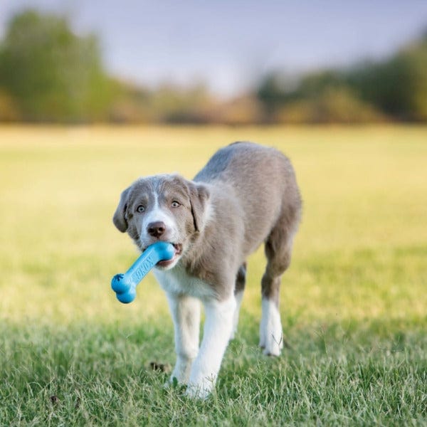 Kong clearance puppy bone