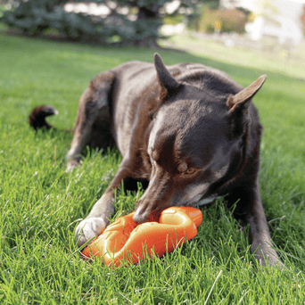 KONG KONG Squeakz Star Dog Toy