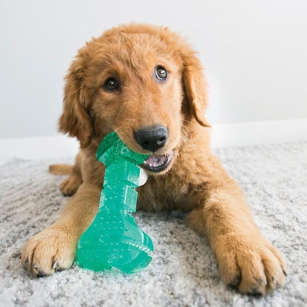 KONG KONG Squeezz Dental Bone Dog Toy