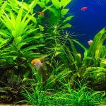 Keeping Live Plants