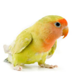 Caring for your pet Lovebird