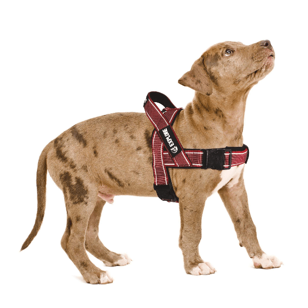 Petland dog deals supplies