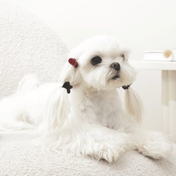M-PETS M-PETS GLAM Hair Accessories for Pets | Heart Shape Clip