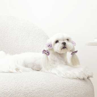 M-PETS M-PETS GLAM Hair Accessories for Pets Rubber Band