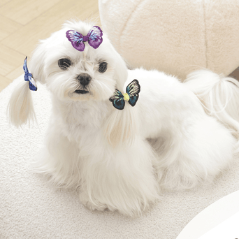M-PETS M-PETS GLAM Hair Accessories for Pets Rubber Band | Blue/Purple/Green