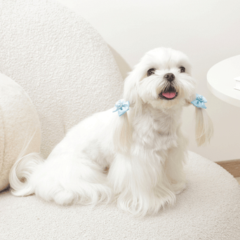 M-PETS M-PETS GLAM Hair Accessories for Pets Rubber Band with Pearl