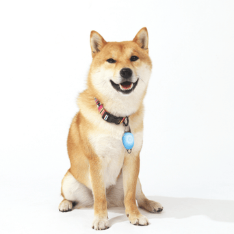 M-PETS M-PETS Rechargeable LED Jewel for Dogs