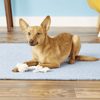 Mammoth Mammoth Flossy Chews for Dogs