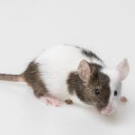 Caring for your Mice