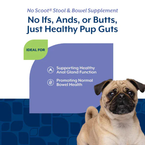 NaturVet NaturVet No Scoot Plus Pumpkin Soft Chews For Dogs