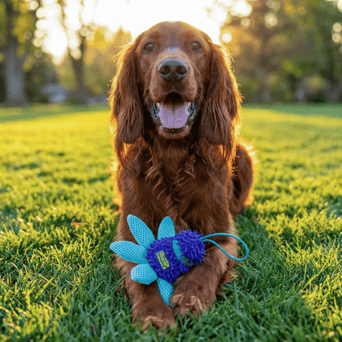Outward Hound Outward Hound FlyFetch Crinkle Teaser Wand Dog Toy