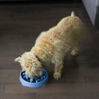 Outward Hound Outward Hound Fun Feeder Slo-Bowl