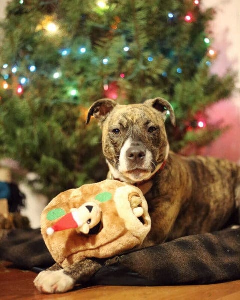 Outward Hound Outward Houndz Hide-a-Squirrel Holiday Dog Toy