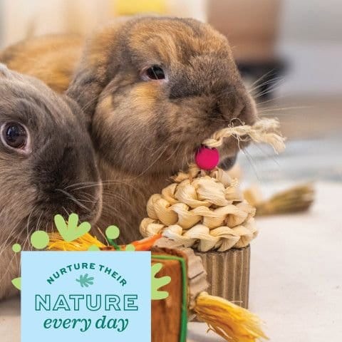 Oxbow Enriched Life - Birthday Party Pack – Petland Canada