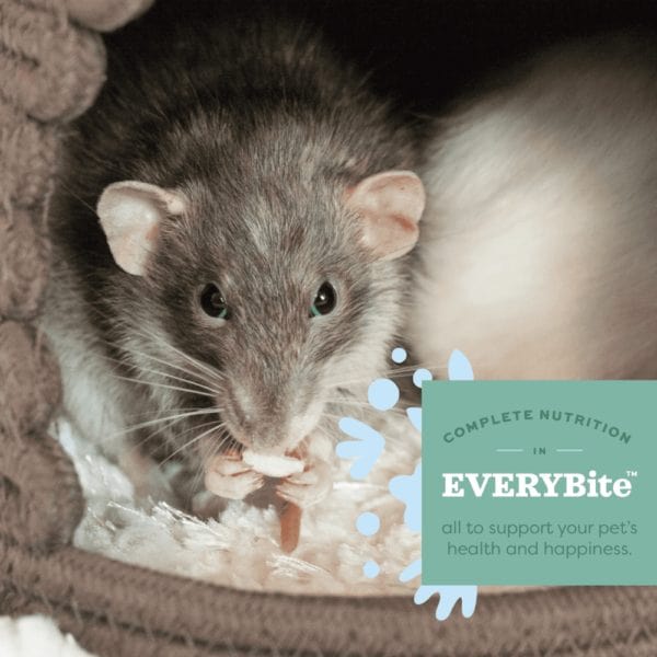 Oxbow Oxbow Essentials Adult Rat Food