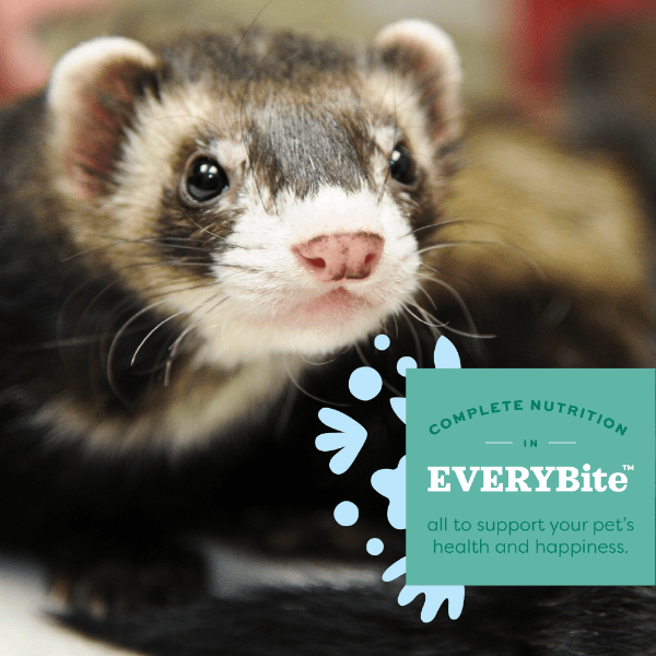 Oxbow Oxbow Essentials Ferret Food
