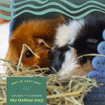 Oxbow Oxbow Foraging Hay Blend Teff & Western Timothy