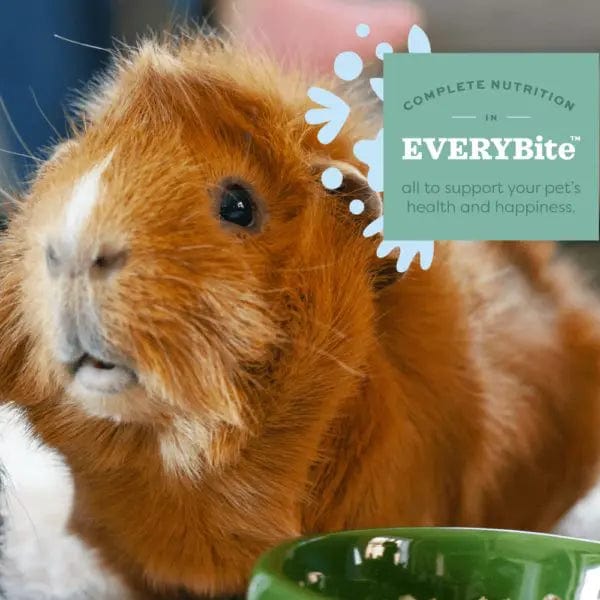 Guinea pig top food cost